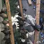 حمام سوادي للبيع 