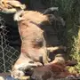 للبيع تيس ذبيحه عمره 9 اشهر تقريبا 