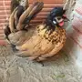 دجاجة عربية 