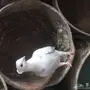 حمام حب رمان للبيع بالقصيم