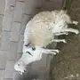 نعجتين حيل للبيع