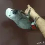 ببغاء كاسكو افريقي - فرخ رائع للأسرة!