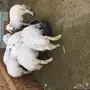 هرافى حريات مقفلات
