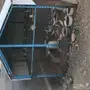 قمري هولندي للبيع