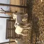 بهم لبني لبيع الحد 270