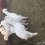 طليان حبص للبيع