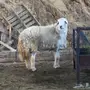 فحل صنف 