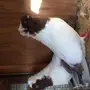 جوز حمام سوداني