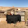 جذعة وأمها متبع صنف وين أهل النظر