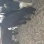 خرفان ورخال للبيع الموقع شرما 