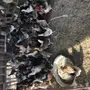 دجاج لاحم عدد تقريبا120