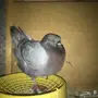 أجواز حمام وفرديات للبيع 