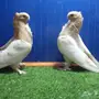 زوج فراشه أرجنت منتج فاخر جدا top