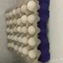 بيض بلدي طازج يوميا - (الرس) - فرصة لا تُفوّت!