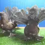 زوج رقاص أمريكي برونزي فاخر