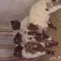 هرافي خرفان 