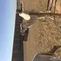 ناقتين وضح 