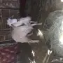 خروف فحل ابيض للبيع