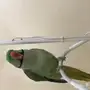 بغبغاء دره نيبالي اليف وبيرقص 