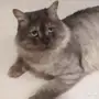 قط شيرازى للبيع