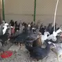 صوص دجاج عمر شهرين الا اسبوع