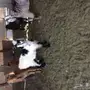 تيوس للي البيع مخصاه  