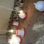صيصان بلدي مشروط