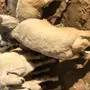 طليان حبص للبيع جمله او تفريد