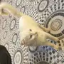 للبيع قطط شيرازيه