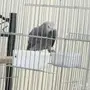 كاسكو أفريقي (كونغو) أليف