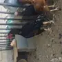 بيض دجاج باكستاني