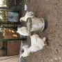 دجاج براهما ابيض 