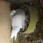 حمام تركي