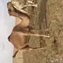 ناقه معشر للبيع