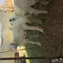 طليان جبره وسعرها طيب 