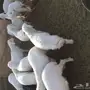 بهم حري 