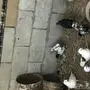 حمام قلاب وباكستاني