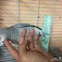 كاسكو هولندي