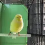زوج كناري و 3 فروخ 