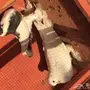 حمام سوري وزينة 