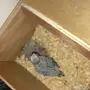 بادجي انجليزي منتج مع فرخين 