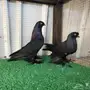 حمام سوري توب 