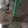 ناقه خلفه شقحاء  أم ثالث