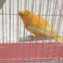 كناري 