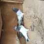 جوز باكستاني