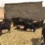 معزا للبيع 