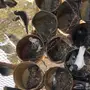 عشه حمام للبيع 