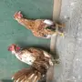 للبيع ديك ودجاجه 
