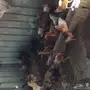 مزرعة دواجن للتقبيل 