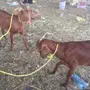 تيوس للبيع